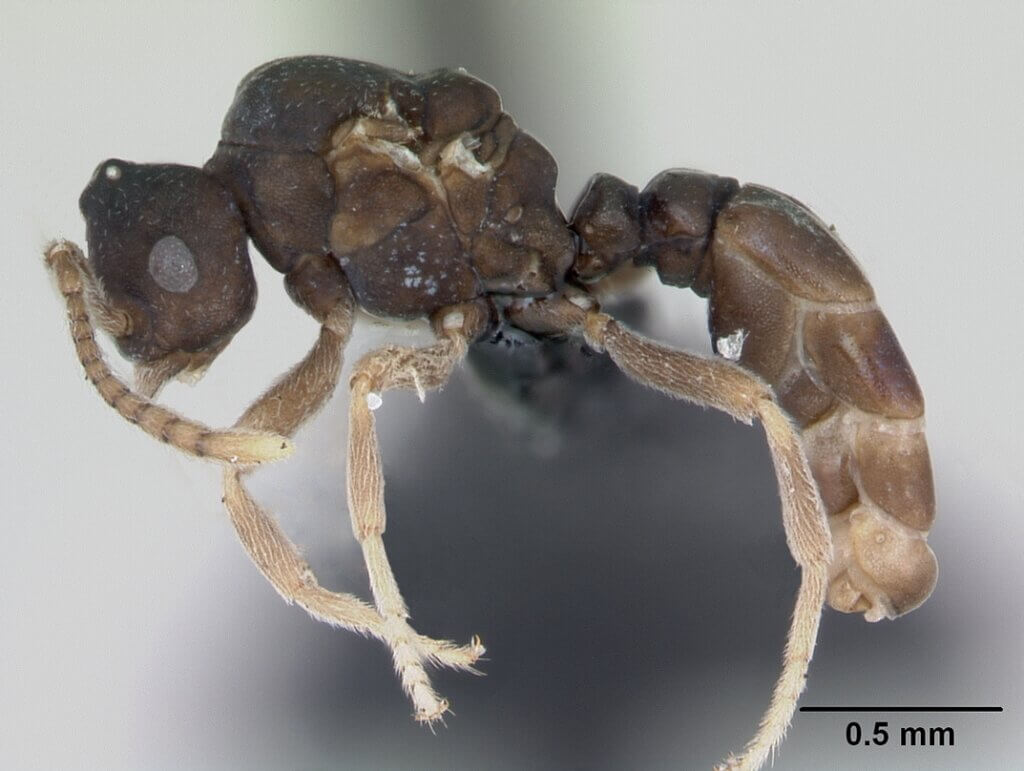 Anergates Atratulus Ants and Their Incredible Behavior