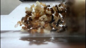 A colony of Anergates atratulus.