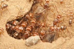 African Warrior Ants live inside their anthills.