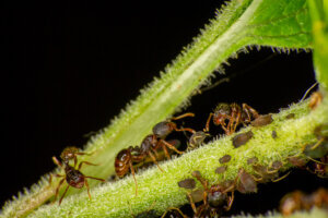 Ants of the Tetramorium genus.