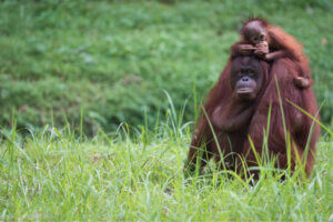 What Is an Animal Generation?