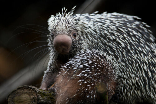 Brazilian Porcupine: Beautiful and Threatened