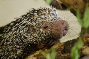 The face of a Brazilian porcupine.