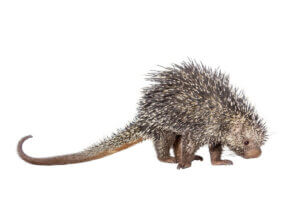 A Brazilian porcupine on a white background.