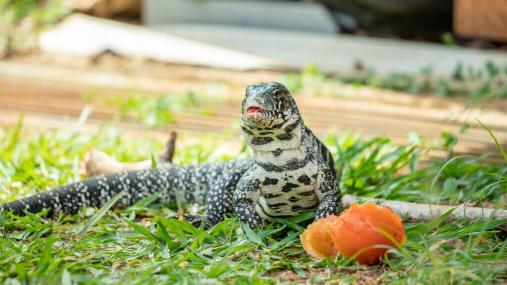 The Care and Characteristics of the Argentine Black and White Tegu