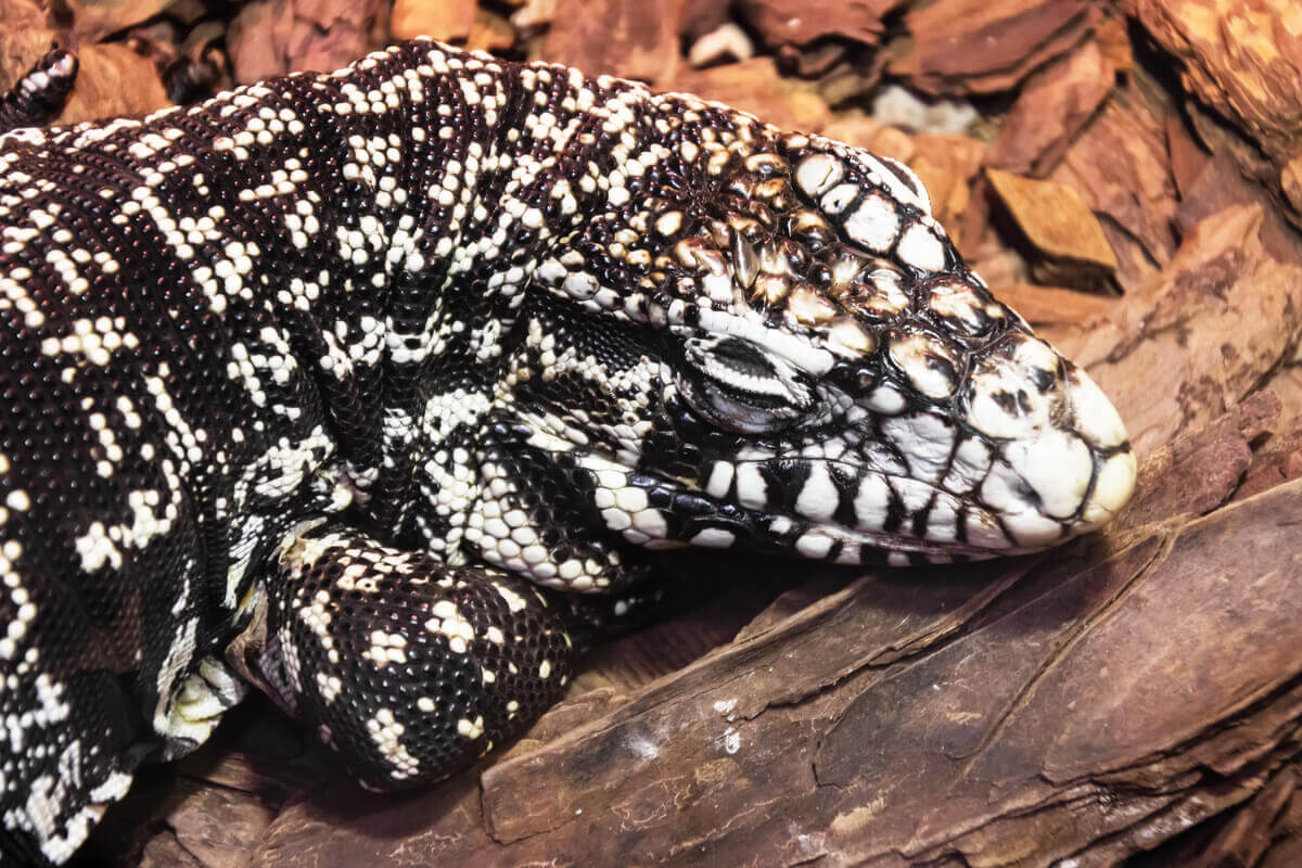 The Care and Characteristics of the Argentine Black and White Tegu - My ...