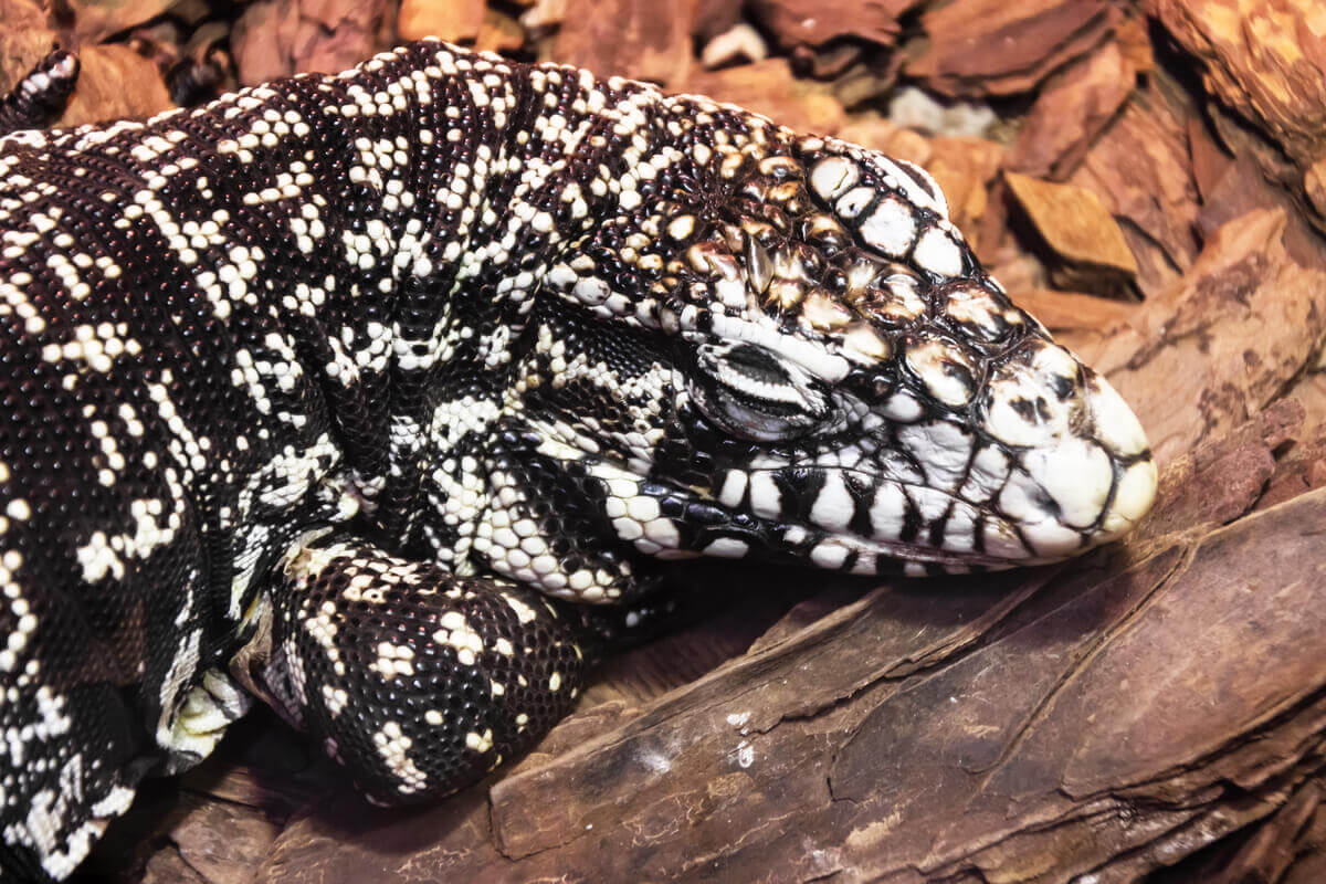 The face of an Argentine black and white tegu.