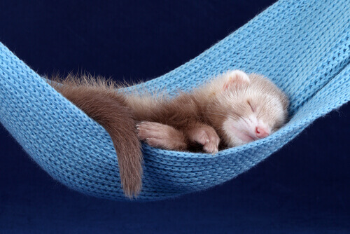 A ferret sleeping on a hammock.