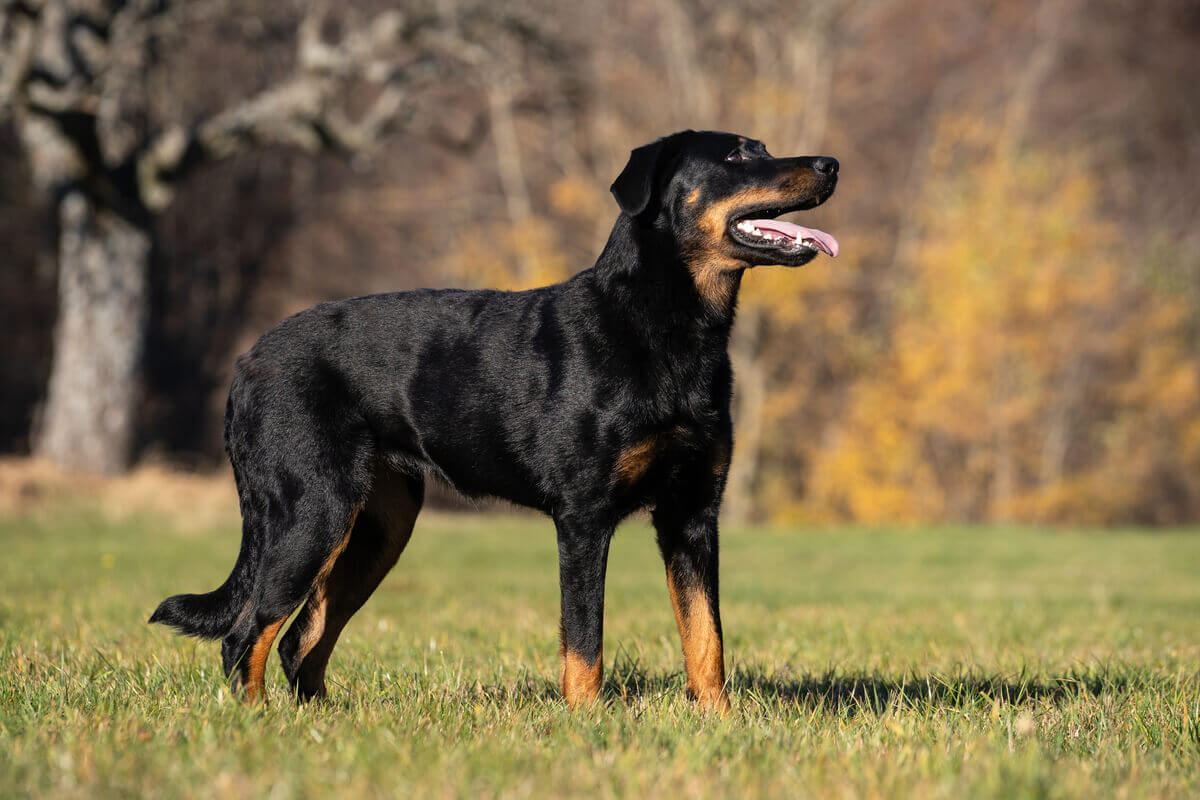 A beauceron dog.