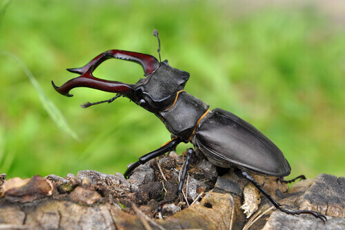 Fascinating beetle species.