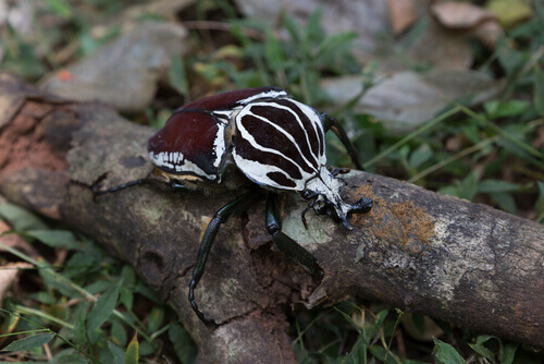 Characteristics of beetles.