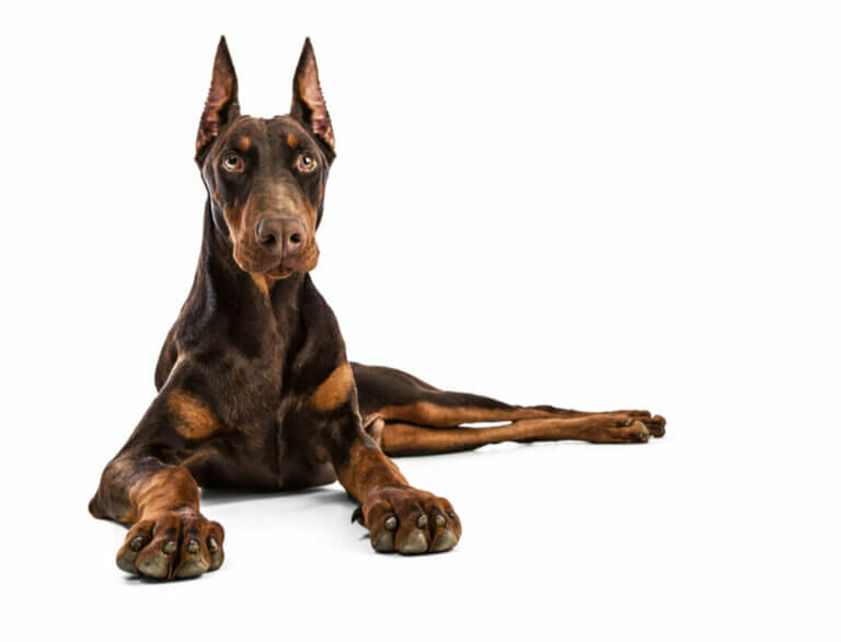 Discover The Seven Best Guard Dog Breeds