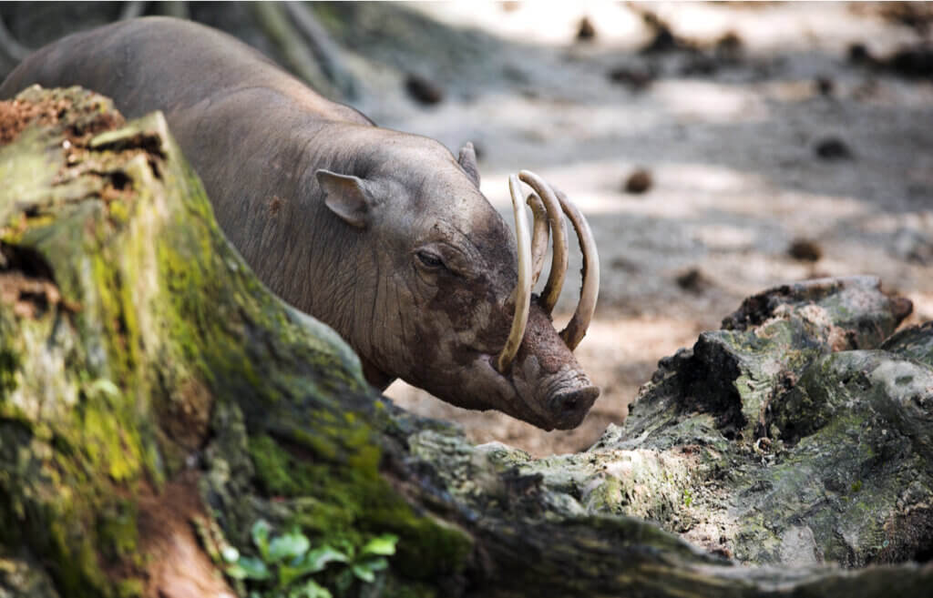 The Buru Babirusa: Προέλευση και βιότοπος