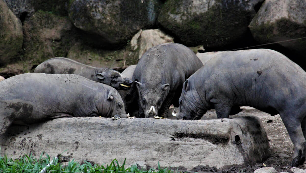 The Buru Babirusa: Origin And Habitat - My Animals