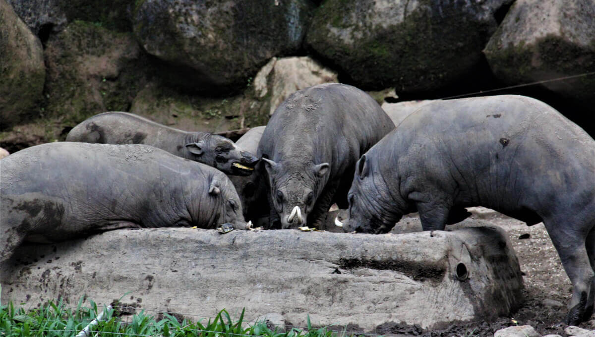 A group of babirusas eating.