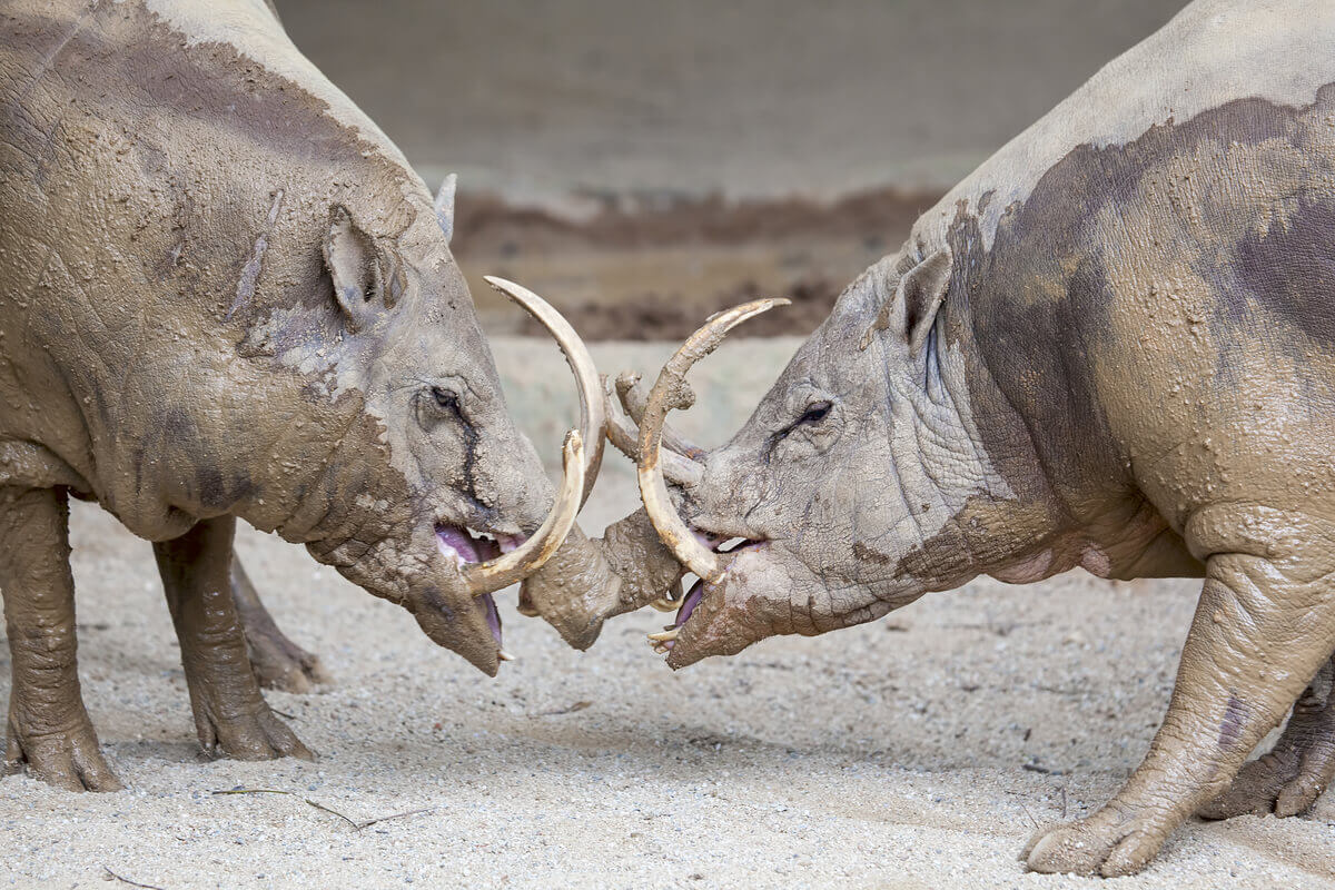 Some specimens of babirusa fighting.