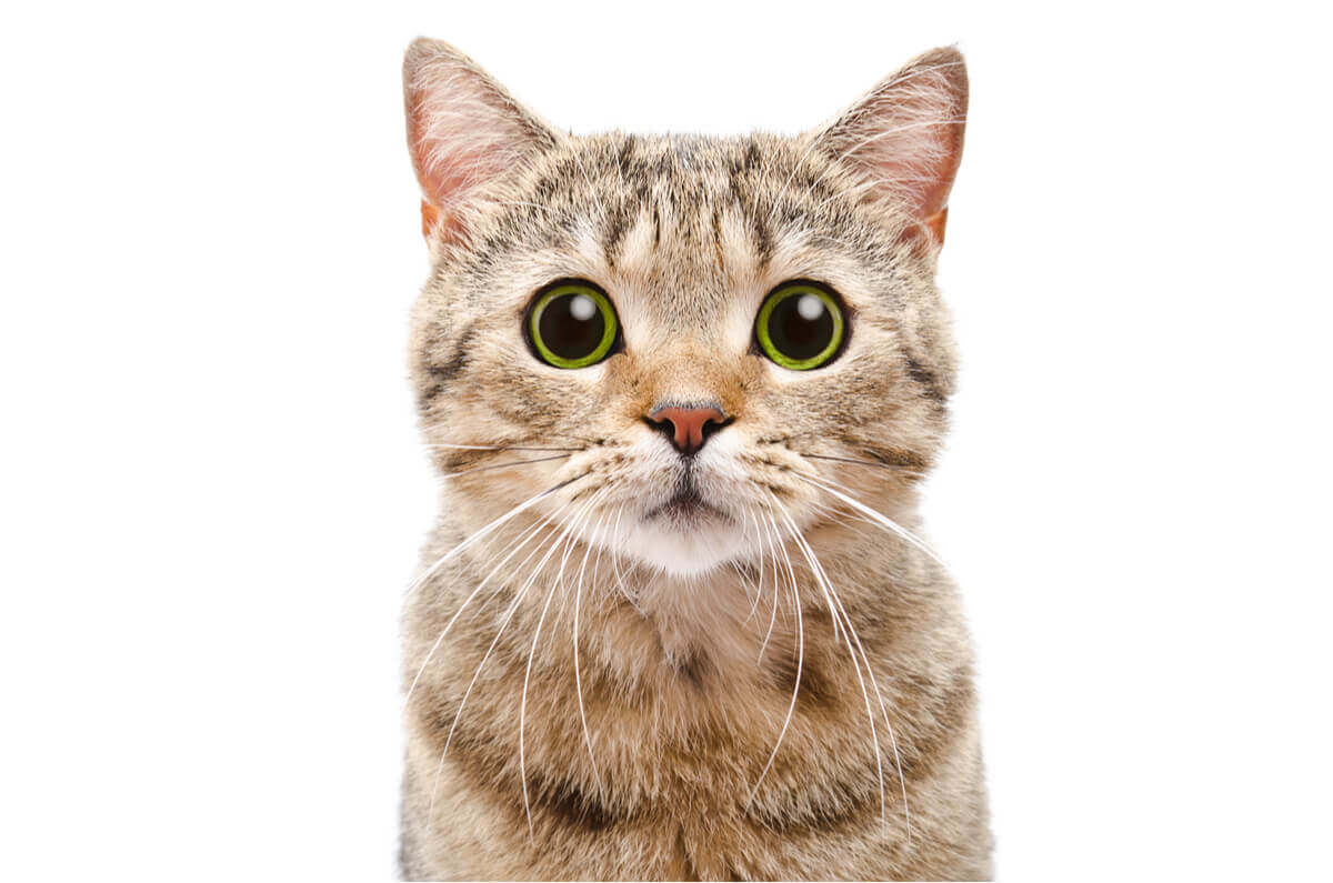 A close-up of a cat staring at the camera.
