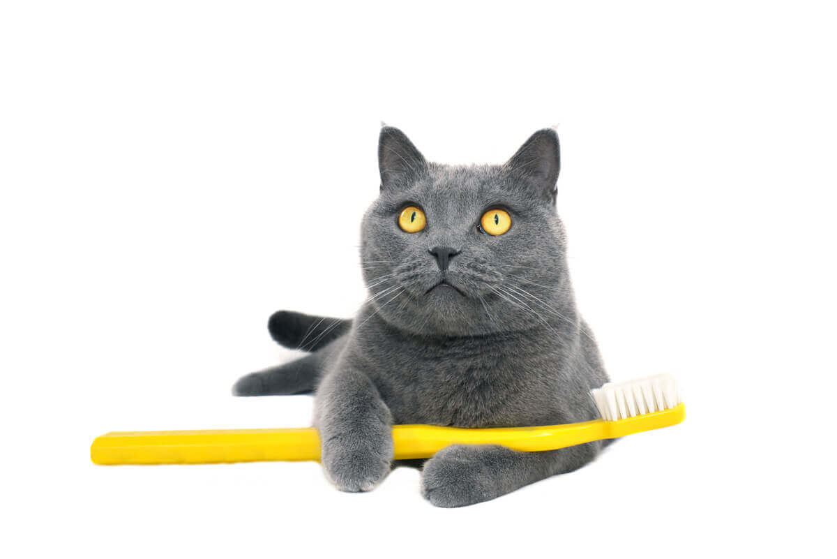 A cat with a toothbrush.