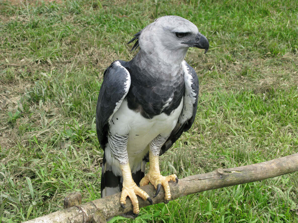 The Giant Harpy Eagle of South America - My Animals