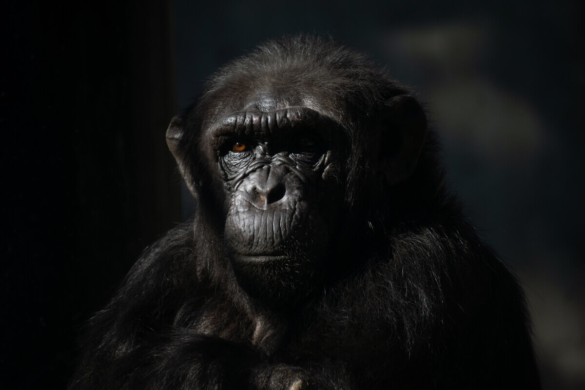 The face of a chimpanzee with a black background.