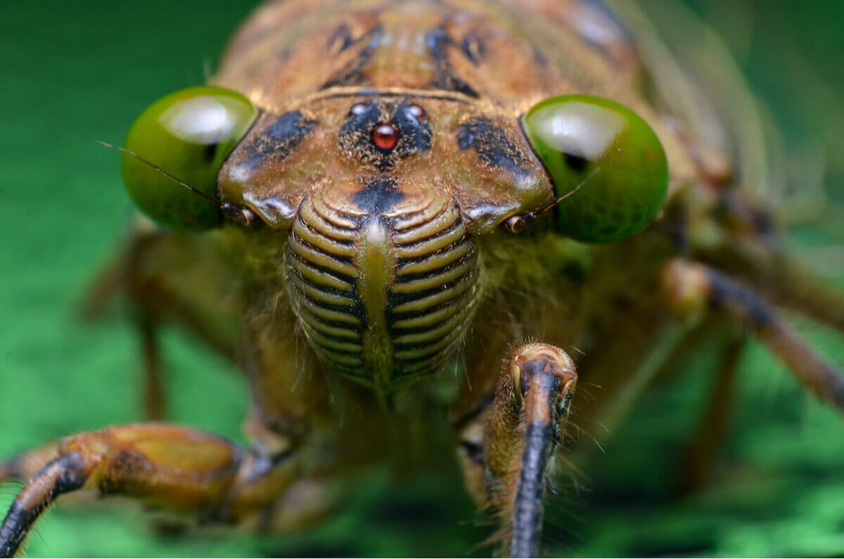 The face of a cicada.