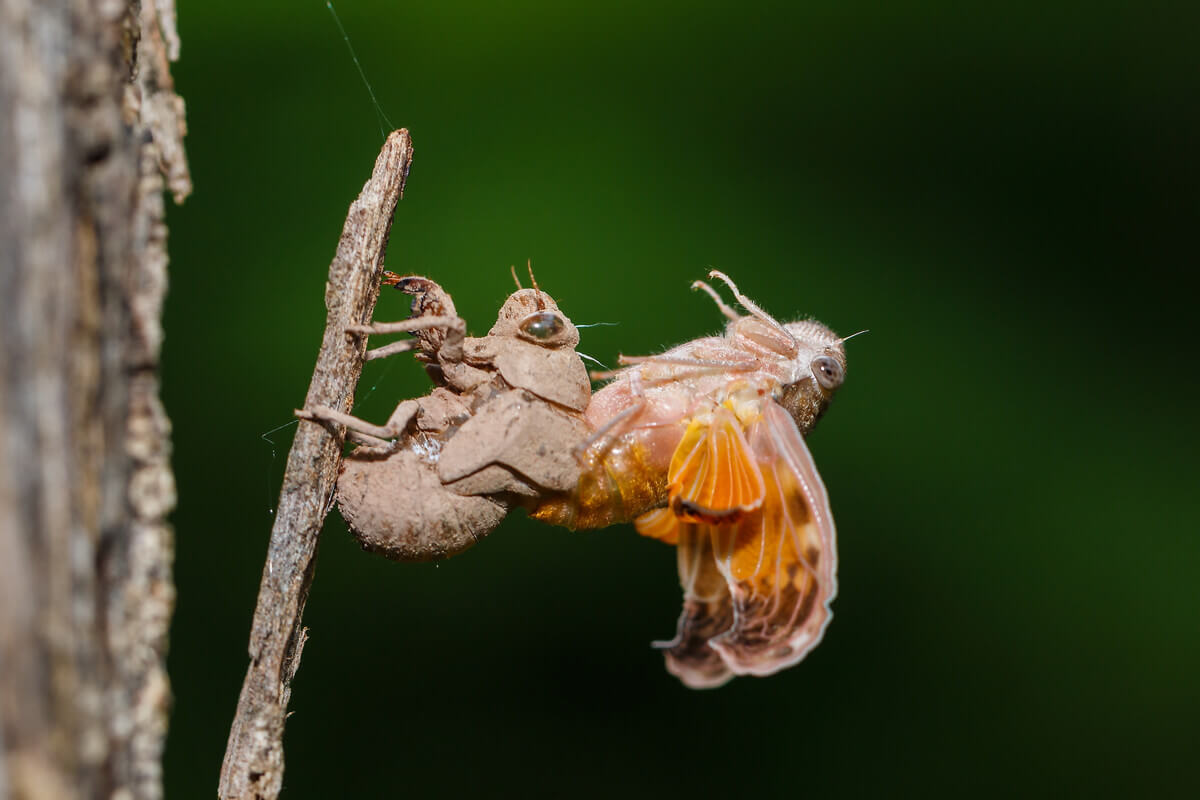 The molting of a cicada.