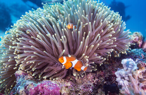 Sea anemone and clownfish.