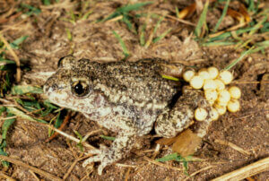 The Common Midwife Toad
