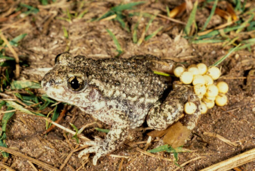 The Common Midwife Toad