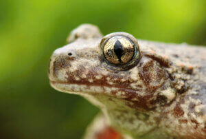 Face of a common midwife toad.