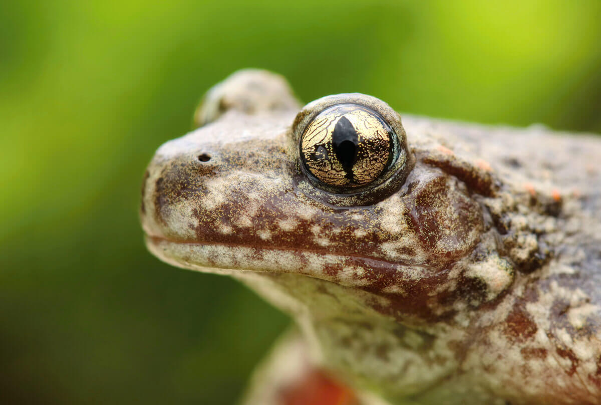 The Common Midwife Toad - My Animals