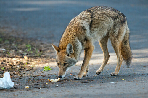 A coyote smelling garbage.