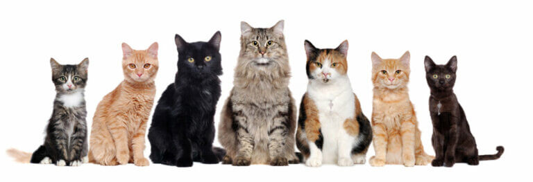 How Many Domestic Cat Breeds Are There?