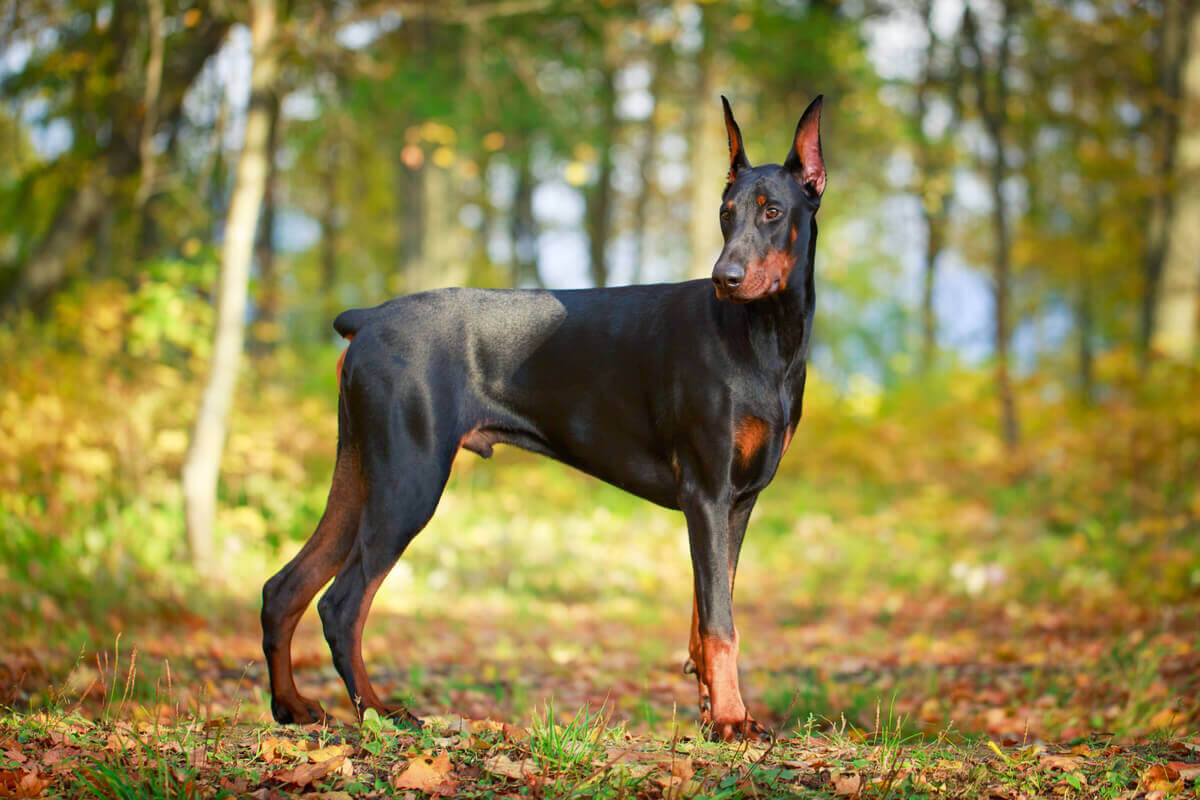 A Doberman pinscher dog.