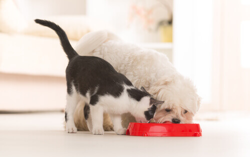 En hund och en katt äter från samma skål.
