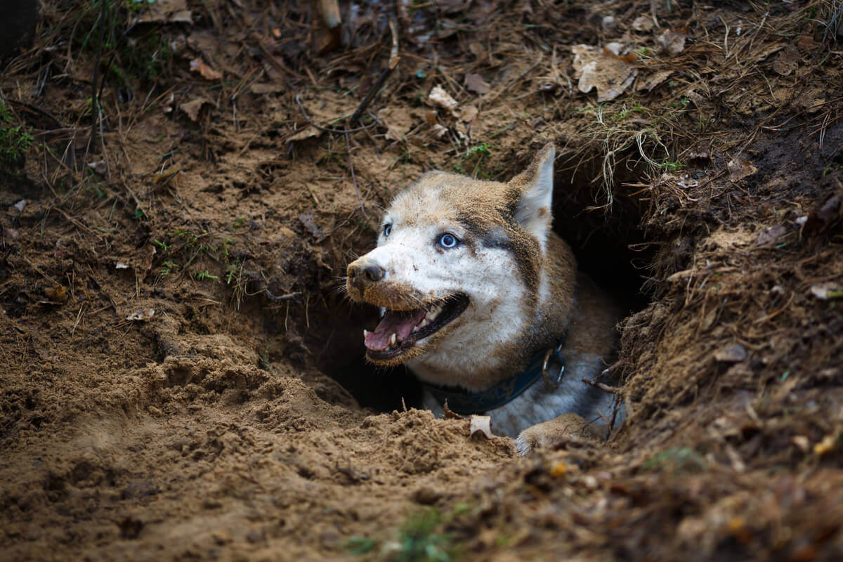 A dog sticking its head out of a hole.