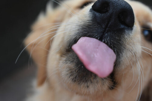 A dog licking the camera.