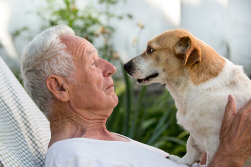 A dog looking at its owner.