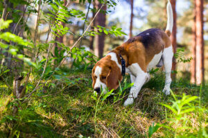 Dog sniffing in order to return home.