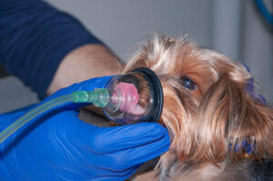 A dog suffering from dyspnea with an oxygen mask.