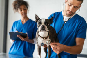 A dog at the vet for dyspnea.