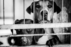A pet dog leaning on a fence in a black-and-white image.