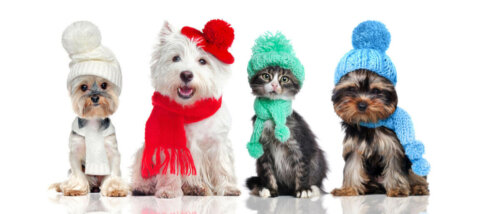 Dogs with scarves and hats.