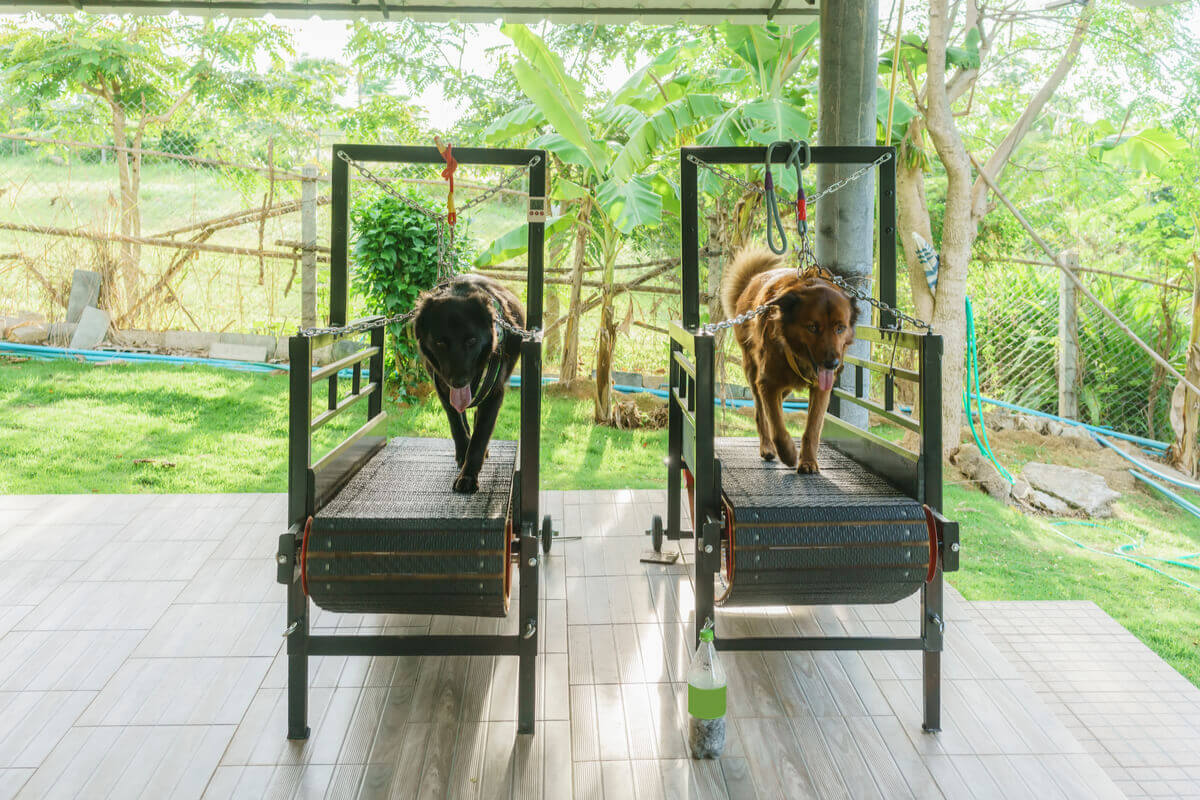 Dogs walking on treadmills.