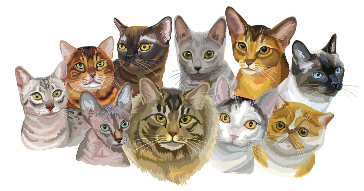 How Many Types Of Cats Are There 57 Your Key To Success Design