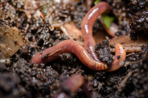 Earthworms are underground animals with a voracious apetite.