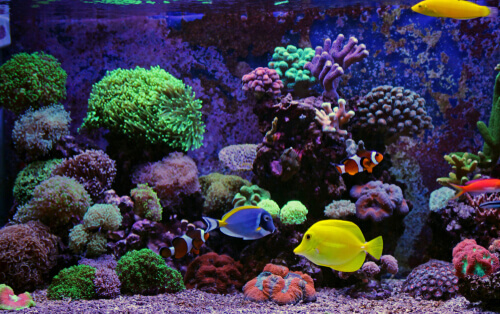 Fish in a saltwater tank.