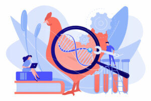 What Is Genetic Selection in Domestic Animals?