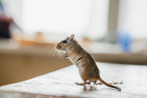 Mongolian gerbils are underground animals but they are also seen as pets.
