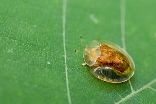 The golden tortoise beetle.